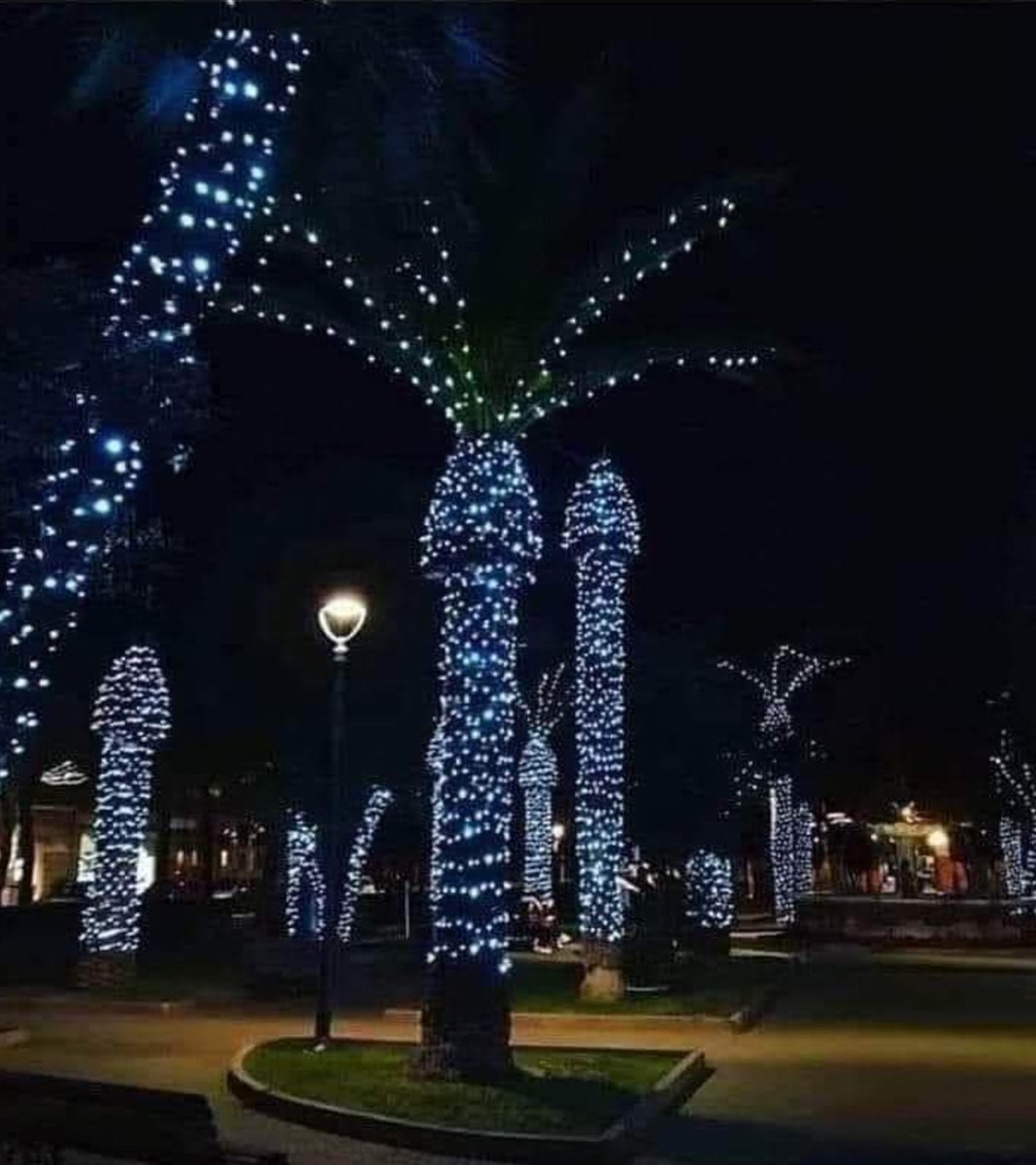 Don't put... I repeat don't put Christmas lights on Palm trees! #IssuedInPublicInterest #JanHitMeinJaari