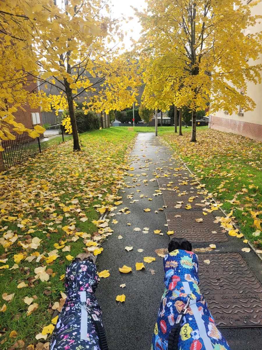 @Shelley_Lawless @daisythelongdog it is timbe of 'autum' so alle the treas ar yelloe nd it is rainy a lot ! we ar wearign our wintor rainey coates !