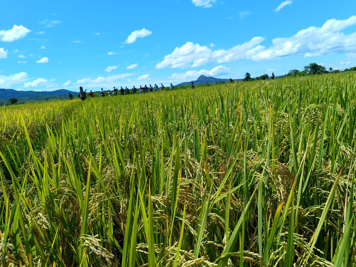 FAOMalawi's tweet photo. #FFSStudyTour🇲🇼🇪🇷
Today, the Eritrean delegation is in Nkhatabay District where they are appreciating the rice field at Limphasa. 

The #FFS helps farmers analyse their production systems, identify problems, test solutions and adopt the best practices for their farming systems. https://t.co/1c2gl5ZHQ8