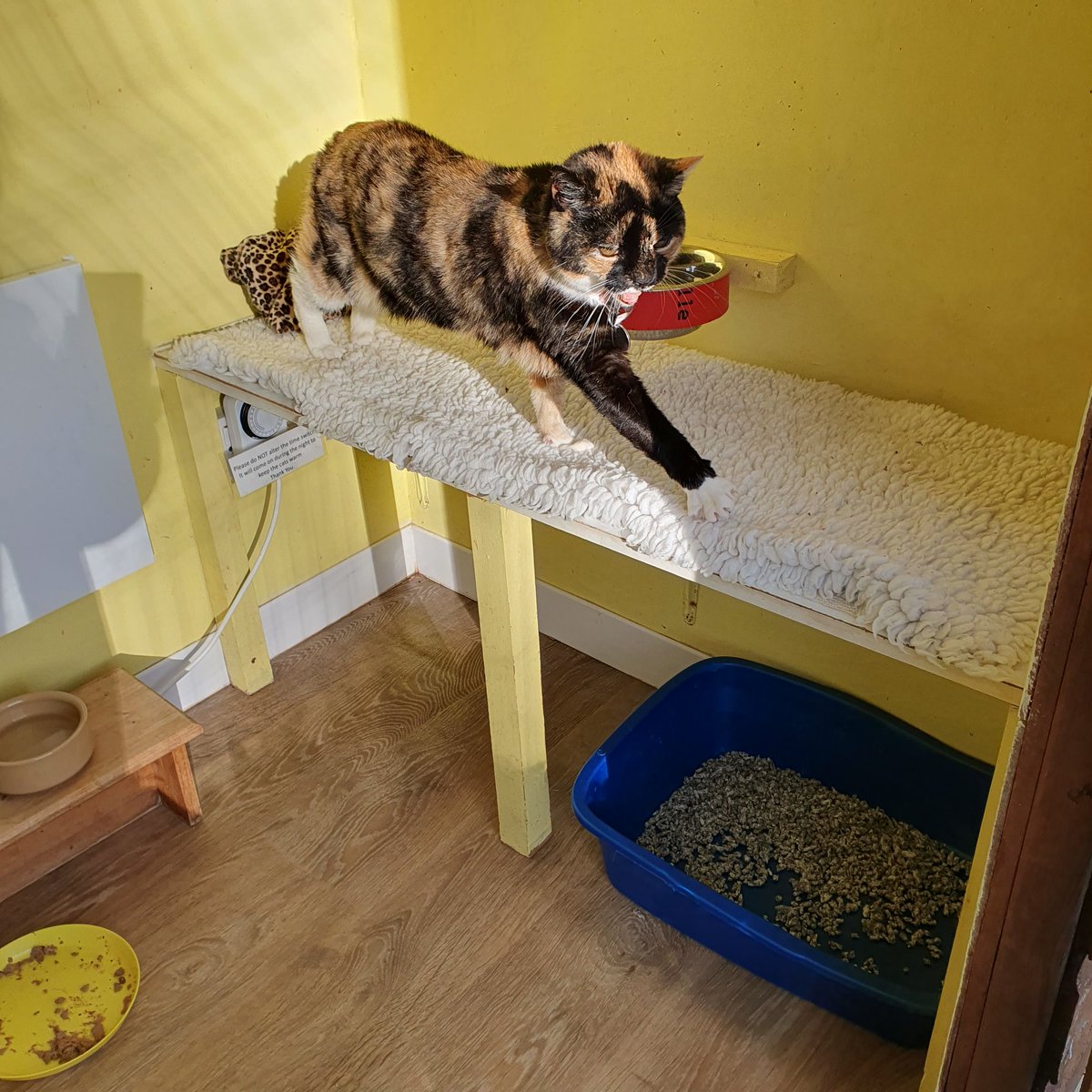 #ThursdayMotivation ~ Twinkle having a stretch before going to find what she is having for breakfast. #cats #inthecompanyofcats #catvibes #tortiecats #goldenoldies