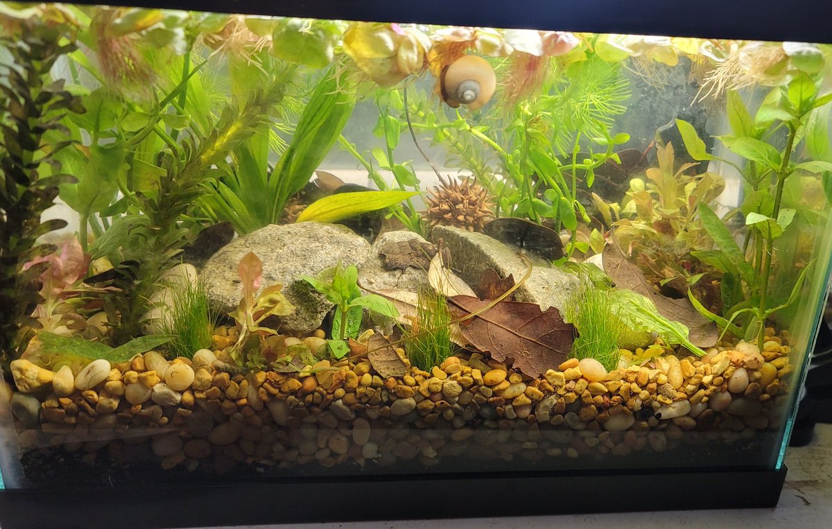 In my spare time, I built a low tech ecosystem aquarium for my windowsill
