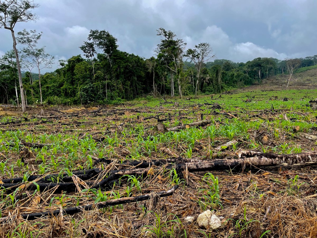 Miguel Jácome-Flores tweet media