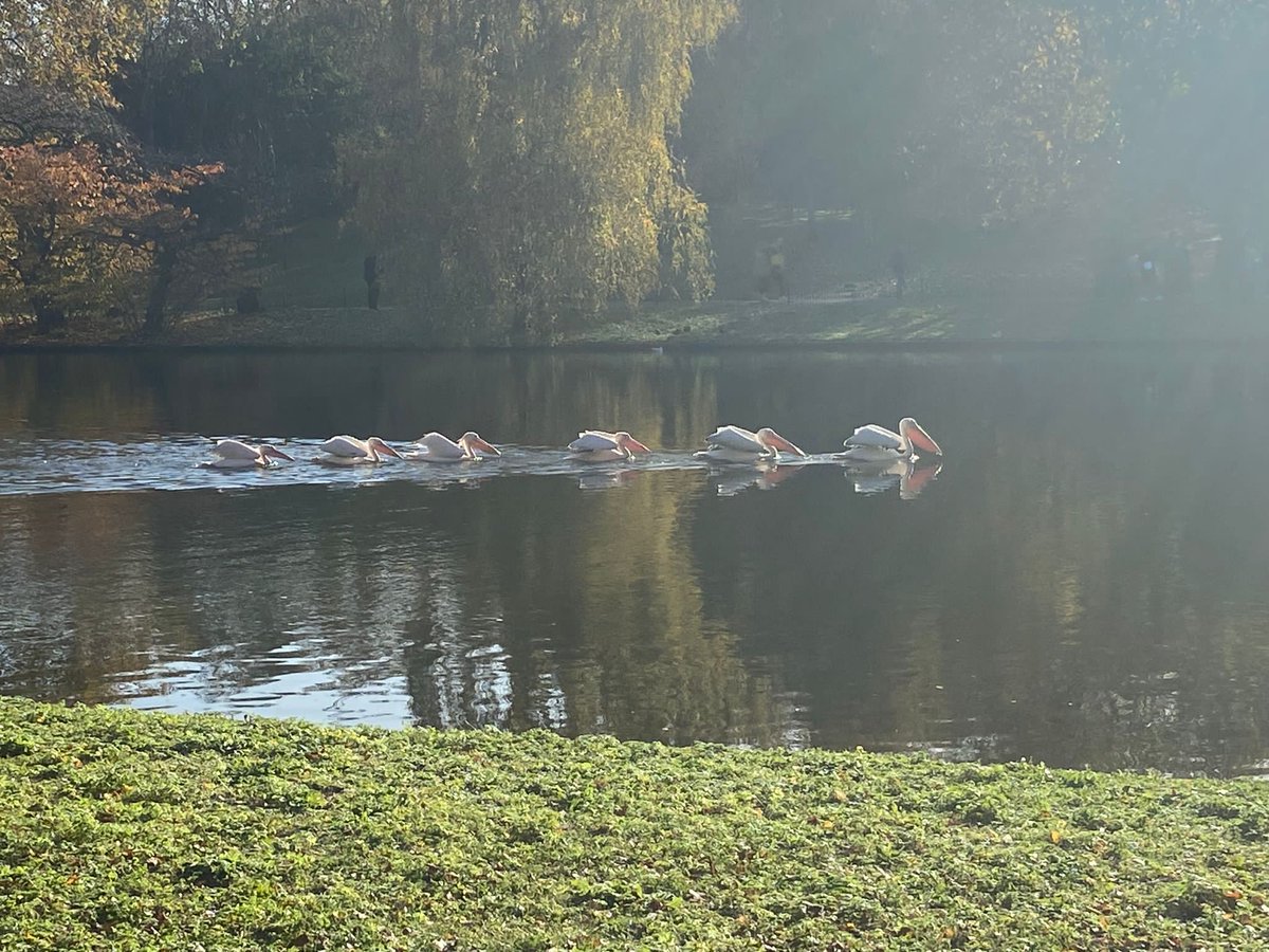 Helenintgarden's tweet image. #ThreeThingsThursday #Gratitude
1) a trip to @LondonJazzFest with friends 🎶
2) seeing my friends the pelicans in St James Park again
3) exploring London on foot 👣
4) visiting family 
5) the wonderful caring staff in dementia homes💕
6) I have finished both #crochet mandalas 🧶