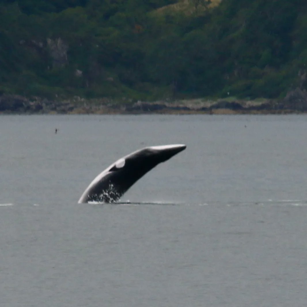 A throwback from our Skye and the Small Isles cruise in July. A gorgeous breaching minke whale.