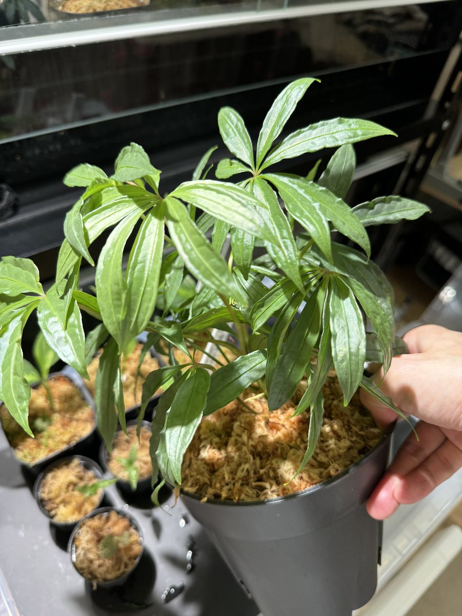 Aglaonema3636's tweet image. アグラオネマ、ジュエル、ブセなど持っていきまーす😁
Anthurium polyschistumはバラして持っていきますので職質注意！笑
ブセは水上、アグラはエウレカ、TZ便の反転系と緑3色など✨ぜひもらってください👍

#nativeforest
#アグラオネマ　#Aglaonema
#ホマロメナ　#Homalomena
