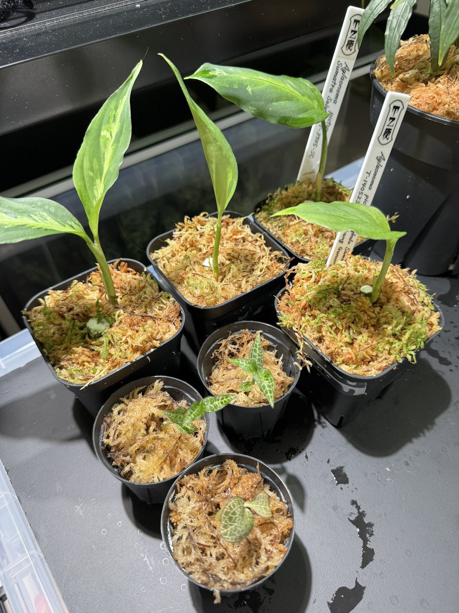 Aglaonema3636's tweet image. アグラオネマ、ジュエル、ブセなど持っていきまーす😁
Anthurium polyschistumはバラして持っていきますので職質注意！笑
ブセは水上、アグラはエウレカ、TZ便の反転系と緑3色など✨ぜひもらってください👍

#nativeforest
#アグラオネマ　#Aglaonema
#ホマロメナ　#Homalomena