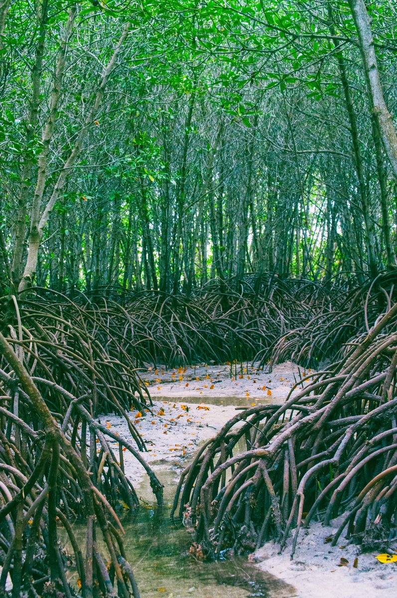 InfoScrol's tweet photo. Nouveau projet #web + #science avec la réalisation sous #Drupal10 du site TROPECOS (Tropical estuaries and mangroves in the global carbon cycle), projet lauréat de l'appel à projets @PEPR_FairCarboN (programme de #recherche France 2030 - Carbone et Ecosystèmes Continentaux) https://t.co/AiuI10QPtT