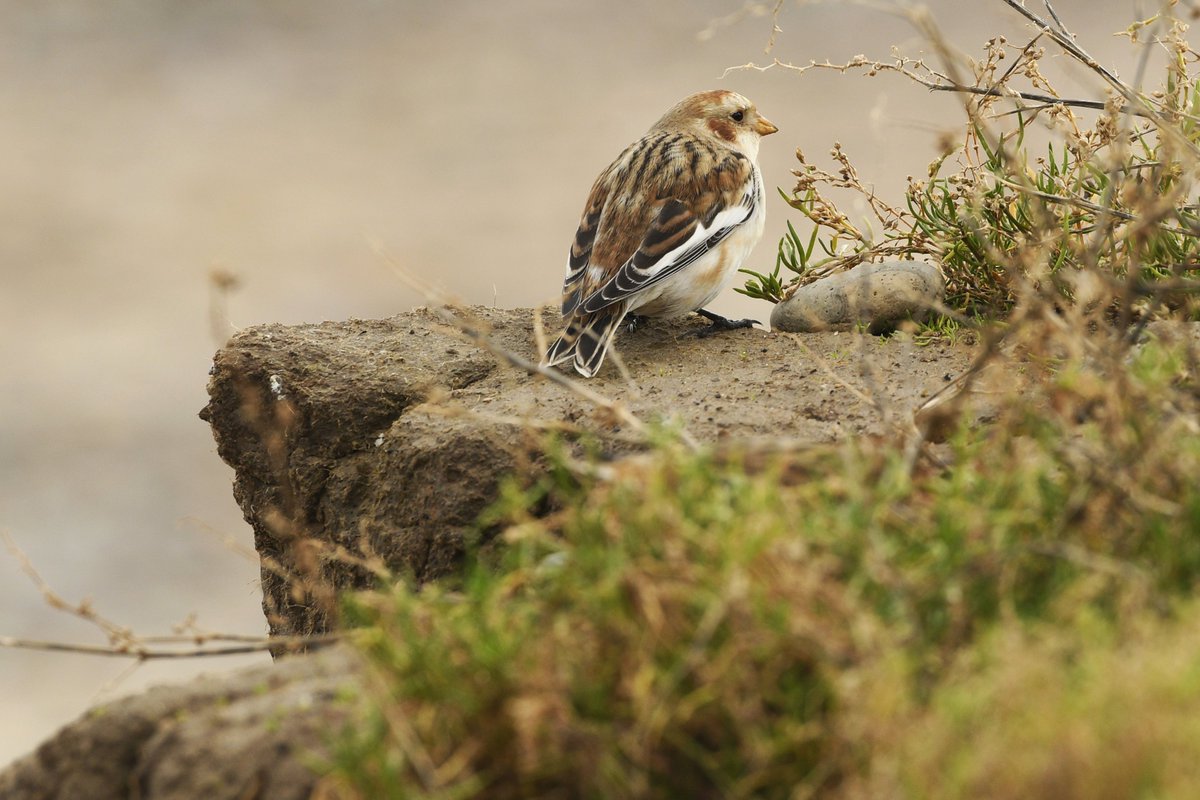 A #SnowBunting on a crumbling clifftop gazing towards the beach below. 

#spurnbirds #TwitterNatureCommunity #wildlife #BuntingFamily #BirdsofTwitter #nature #birdtwitter