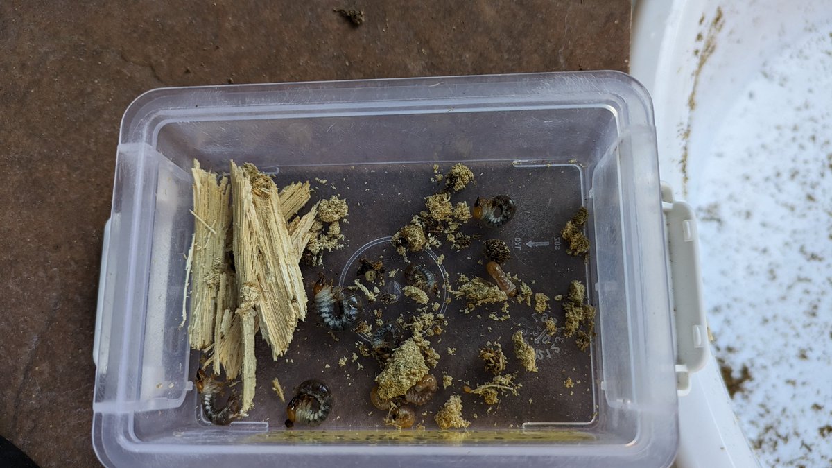 ぱんどらの箱を恐る恐る（世話できてない保温室）

ボーリン原名
材から4匹しか出てこなかったときは終わったと思ったけど。嫌気発酵してるマットに六匹も😂
なんとか繋げれそう。

もうワンペアはセットしてないけど多分もう🙈