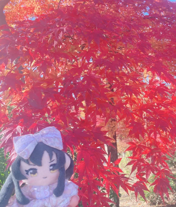 紅葉狩りにきた!
