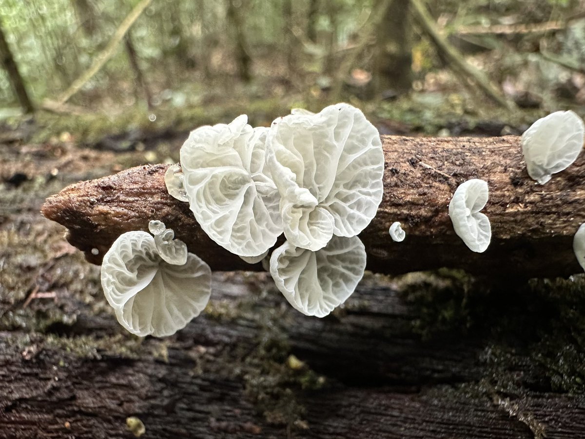 Campanella sp. at Ravensbourne today 🍄 @DearnaleyJohn