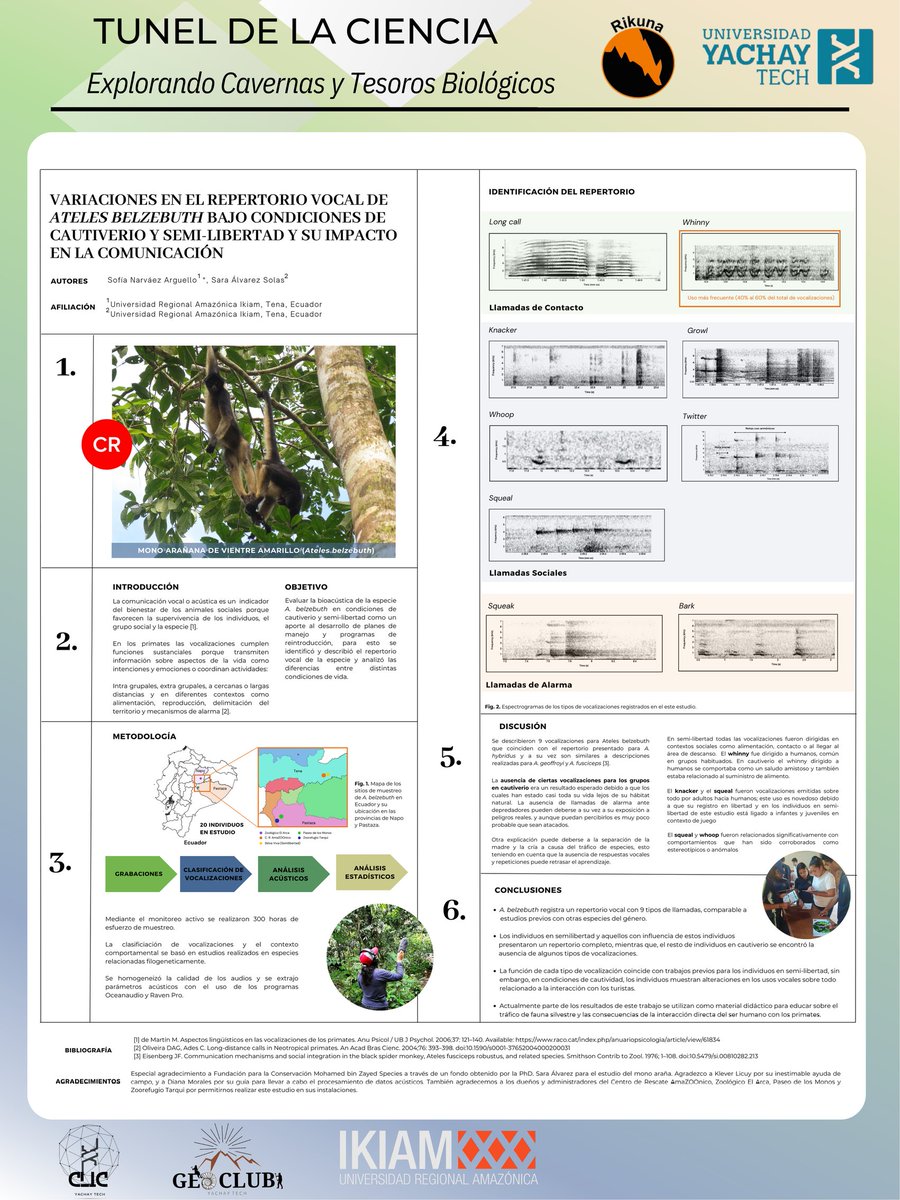 Hace 2 años estuve registrando las vocalizaciones de 20 monos araña. Seres increíbles que me permitieron hacer mi tesis que actualmente está en camino a publicarse. Parte de los datos del estudio ahora son usados para hacer educación ambiental 💚
<a href="/u_ikiam/">Ikiam</a>
#TDLRikuna
<a href="/rikunacenter/">Centro Rikuna</a>