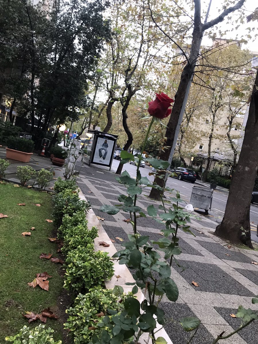 neriikoc's tweet photo. Güzel günlerde gelecek yüce rabbimden umudumuzu kesmedik 🙏 https://t.co/nLdiIEV5Y3