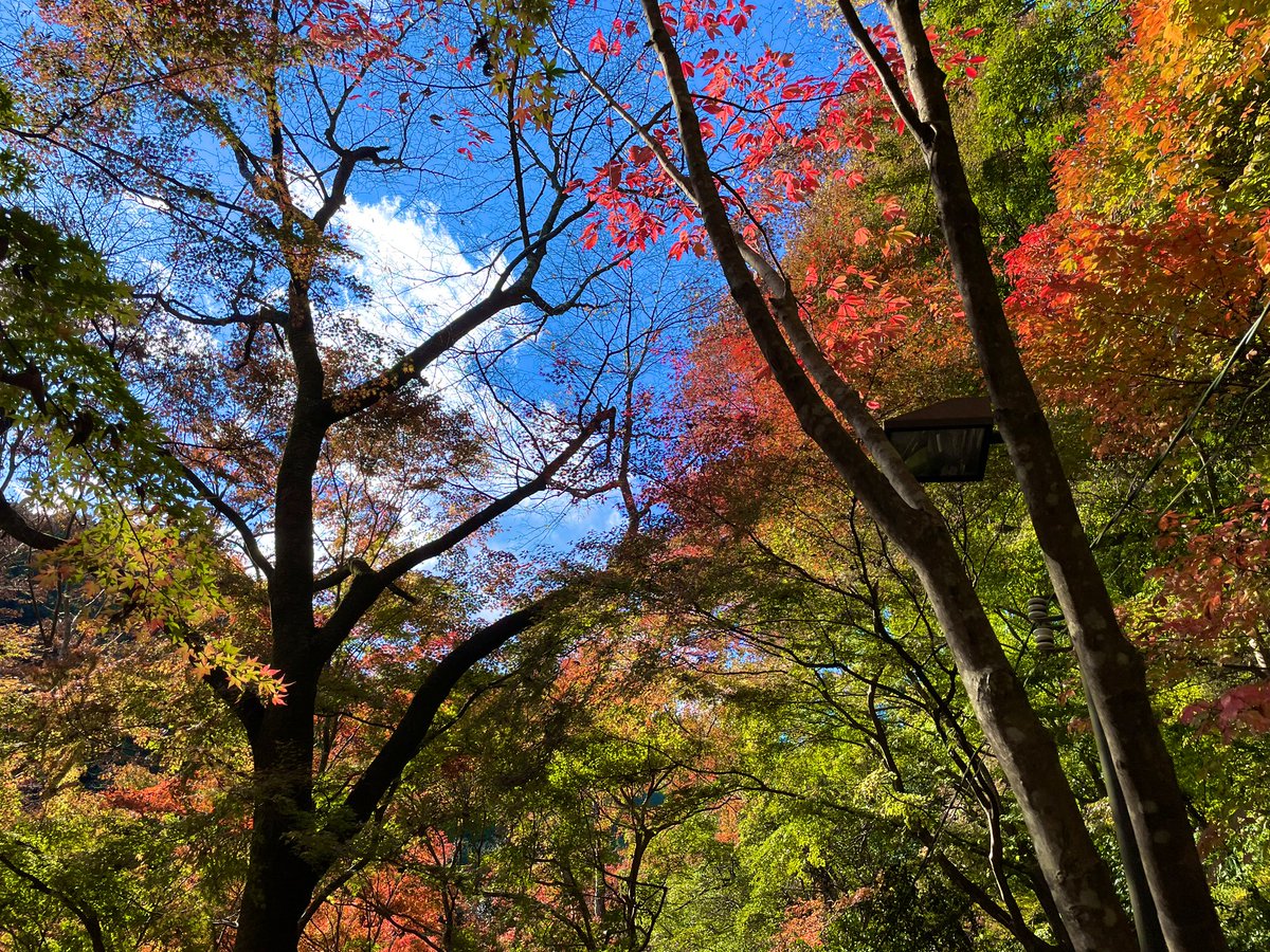 hidejimaku's tweet photo. 高尾山に行ってきました⛰️ 細田守の描くような真っ青な空のカンバスに、もみじが彩りを添えていました🍂 富士山もくっきり見えて、すっかり心の洗濯ができました✨ https://t.co/AlKdMRtLLo