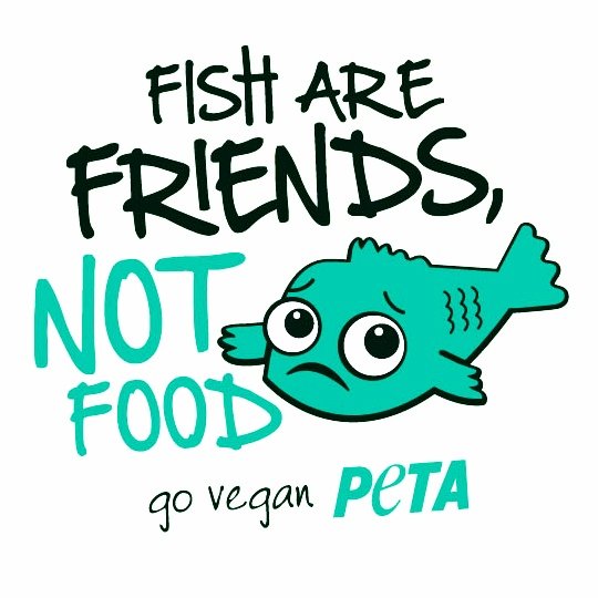 gianni_runco's tweet photo. Anche i pesci piangono. Go Vegan!!! #plantbased #govegan #AnimalRights #veganfood #veganism #veganlife #crueltyfree #Vegan #veganfortheanimal #climatechange #vegetables #nomilk #savethefishies #veganrecipes #animalliberation #animallovers #veg #Peta #veganfortheplanet #vegano https://t.co/CNpCQG7lxM