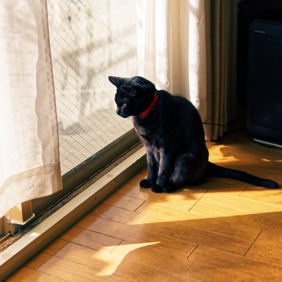 iida_c_f's tweet photo. 見つめる先にあるものは？
ニャルソック中の黒猫のTapio (タピオ) です。 https://t.co/dViFb8X6Iy