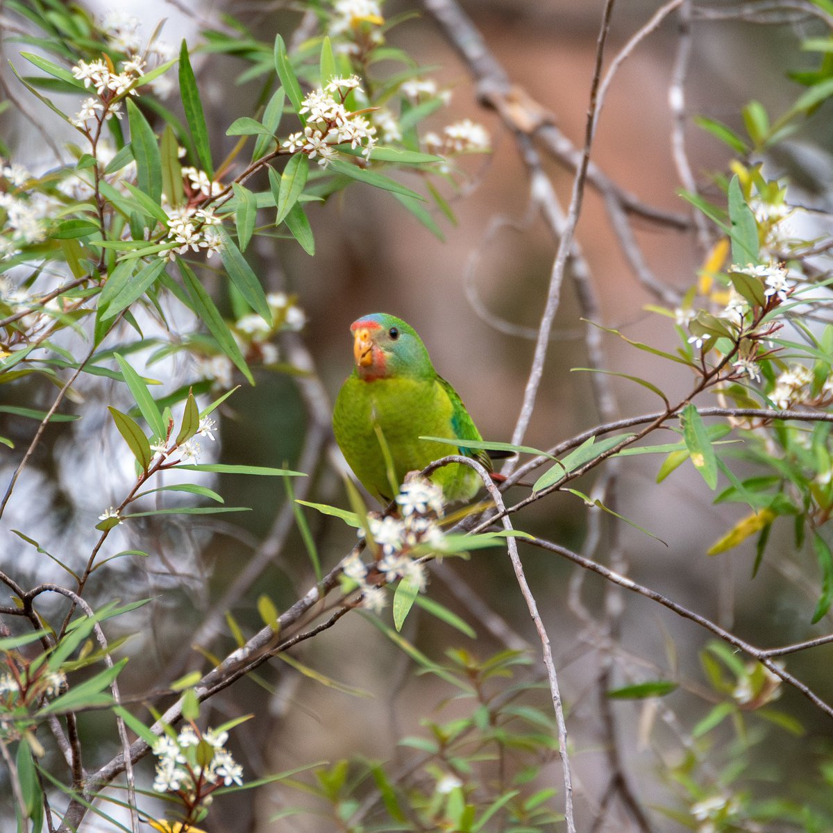Bob Brown Foundation tweet media