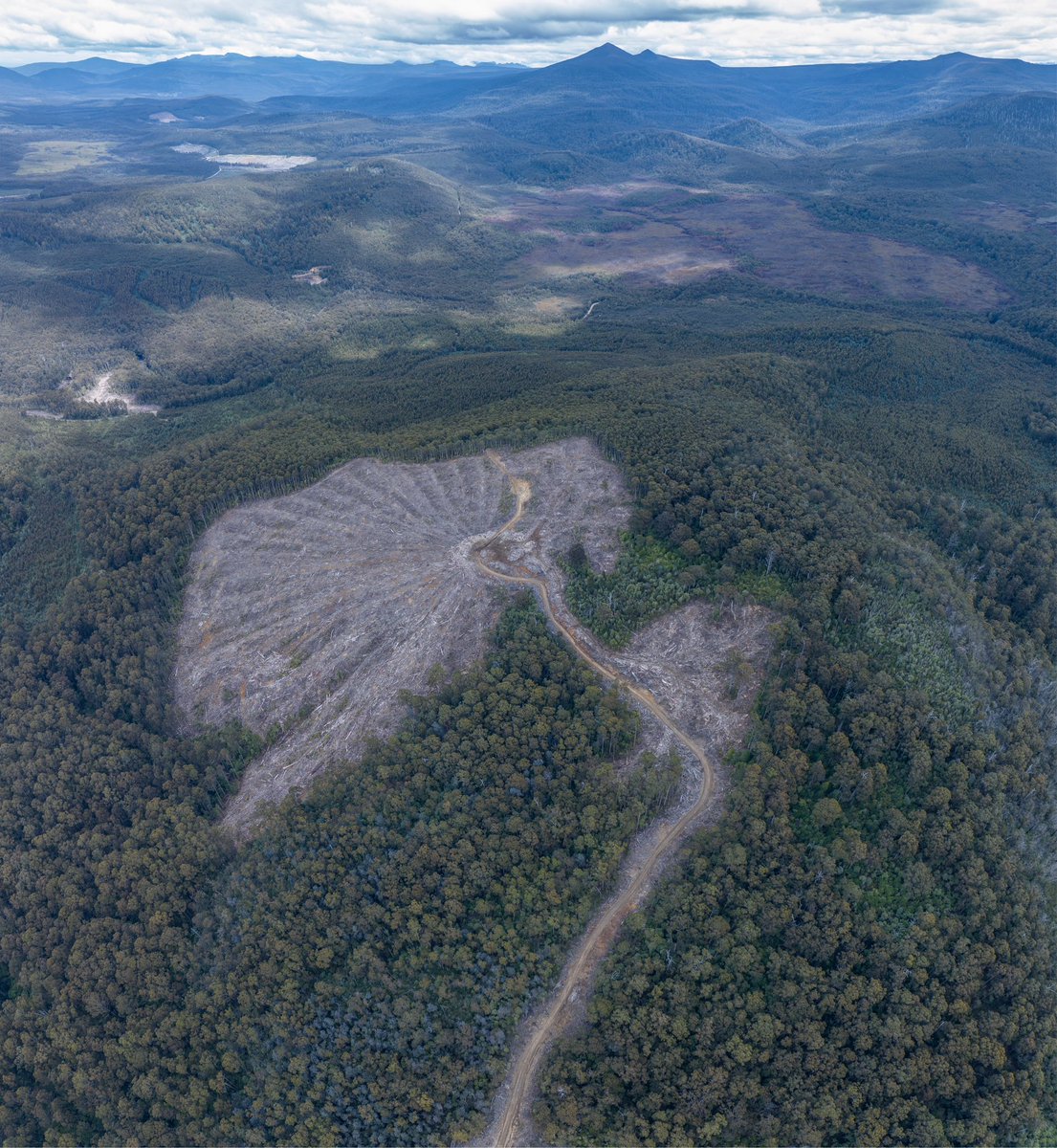 Bob Brown Foundation tweet media