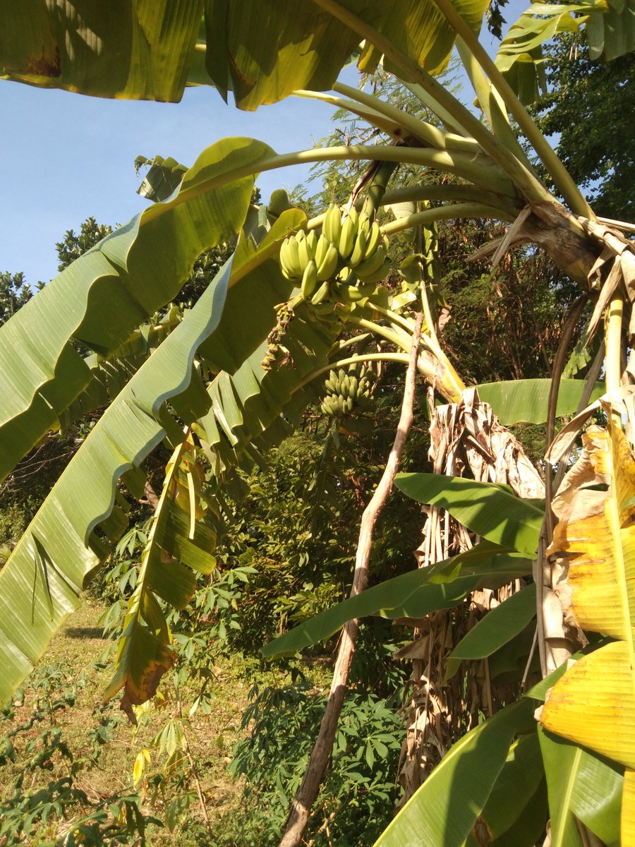 OutbackAnd's tweet image. Bannanas are looking good🍌