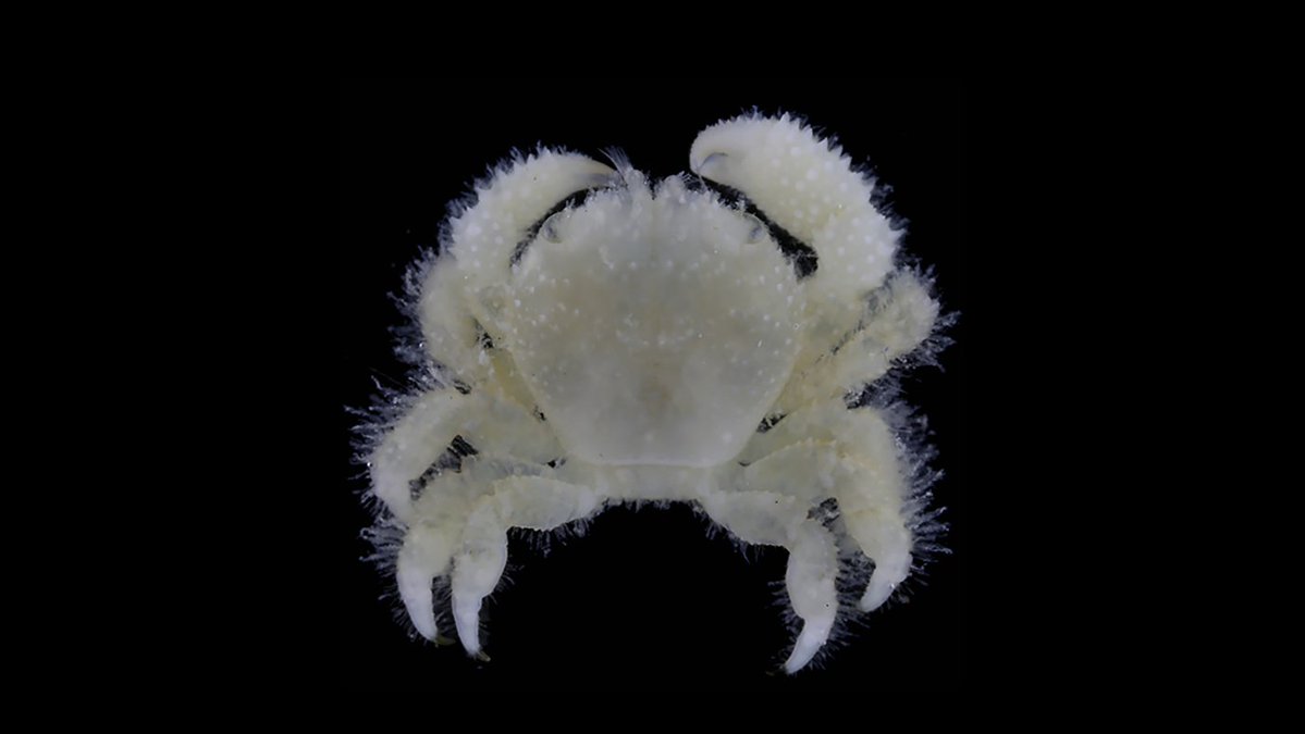 #NewSpecies!
New coral-symbiont crab from South China Sea just pinched us:

Cymo mazu

Treatment: treatment.plazi.org/id/039E8789-49…
Publication: doi.org/10.11646/zoota…
@Zootaxa @CrustaceanSoci @CrabDay @aqualuvsuotd

#FAIRdata
#OA #nature #biodiversity #conservation #crustacea #decapoda