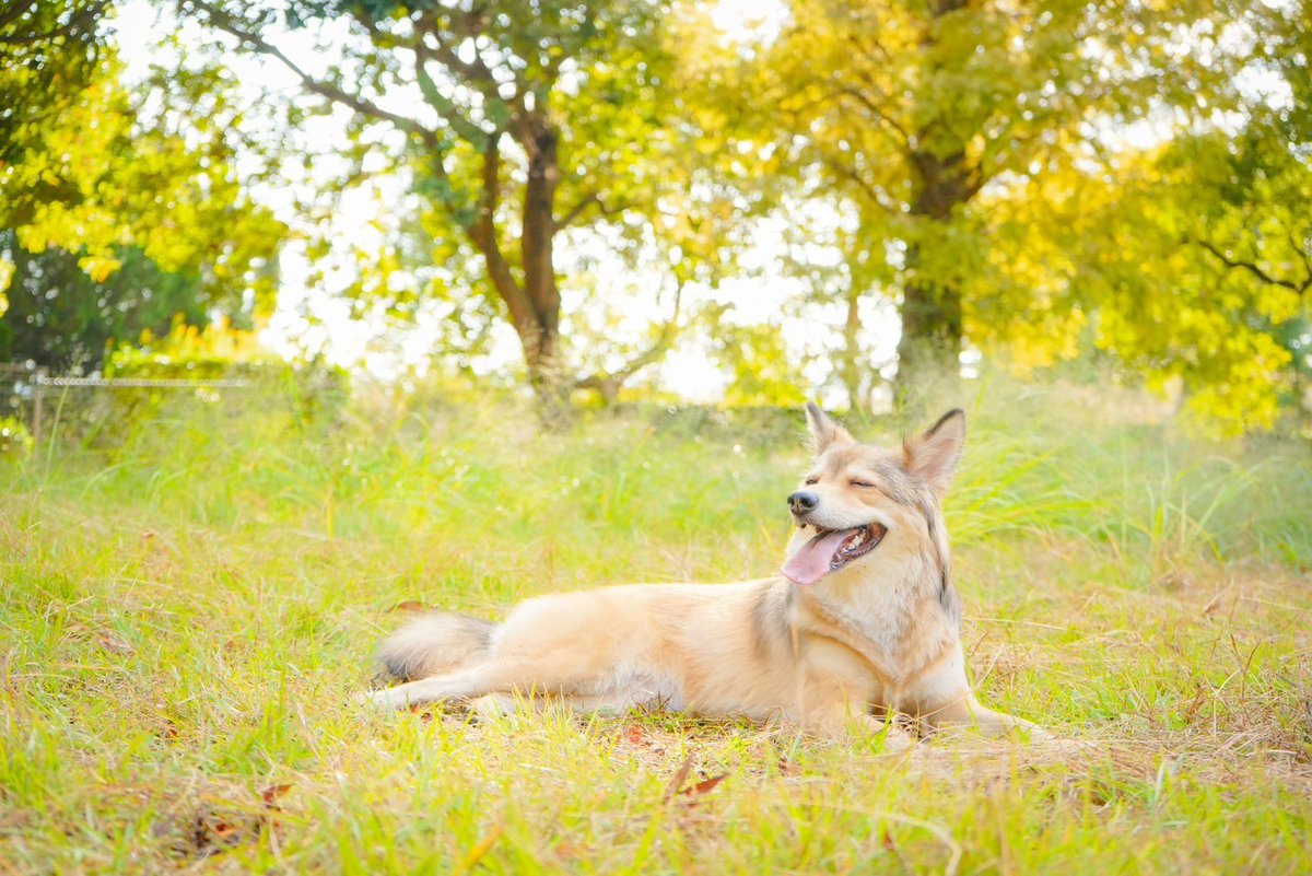 fus_studio's tweet photo. 【データ納品について】
時間いっぱいに撮影をし、その写真データ約150～200枚を全てお渡しいたします🍀
追加料金も一切かかりません。

お問い合わせ、ご予約はDM・公式LINEまで🐶 https://t.co/EVwI2zZfkh