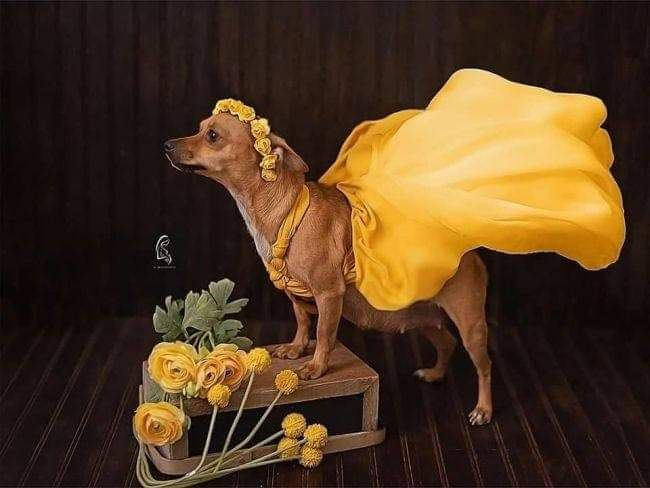 MaxineRebe12382's tweet image. My little lotus at home is so elegant, probably eager to get married soon. 😄🌸 #FamilyHumor