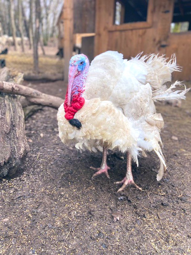 MinoValleyFarm's tweet photo. To all our supporters celebrating #Thanksgiving today we wish you a peaceful day.. Timmy would like to say thank you for keeping turkey off your plate & choosing a compassionate life ๐ซ๐ซถ๐ผ #gomeatfree https://t.co/ZYYuppqkTY