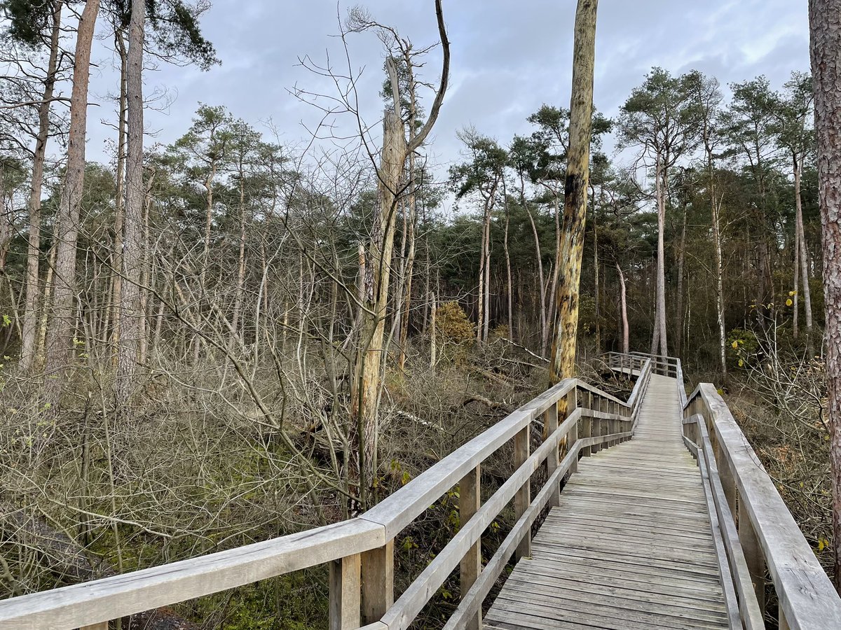 Groenehartstoc1's tweet photo. De #storm van verkiezingen laat een ravage achter in de 2e kamer. Hopelijk brengt het ons iets nieuws met kansen voor de toekomst.
Wij waren bij #stormpad #Breeveen, hier groeit inmiddels ook weer een nieuw bos na een heftige storm. @UtrLandschap https://t.co/rbtOFTgCz0