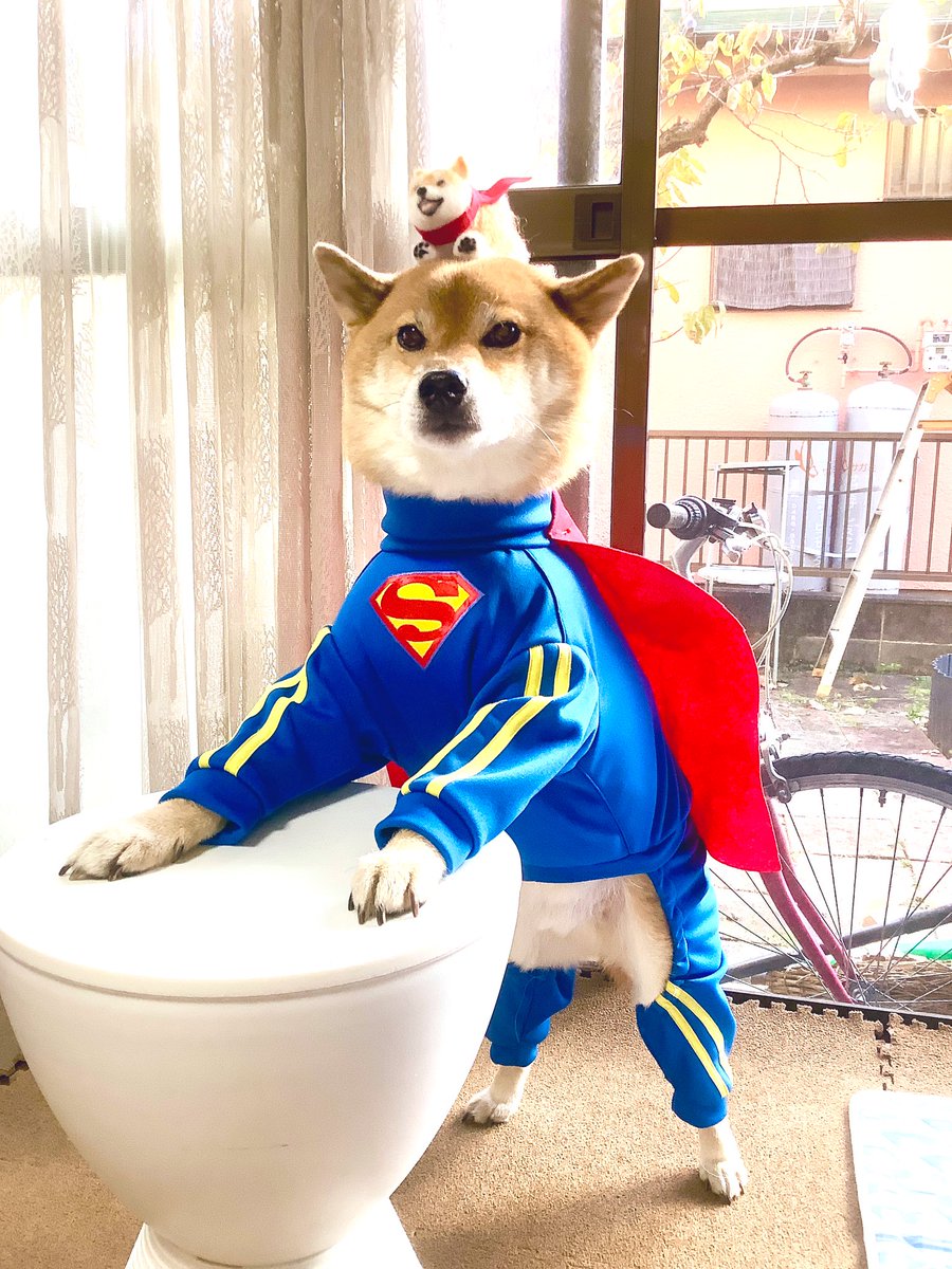 スーパーわんこ