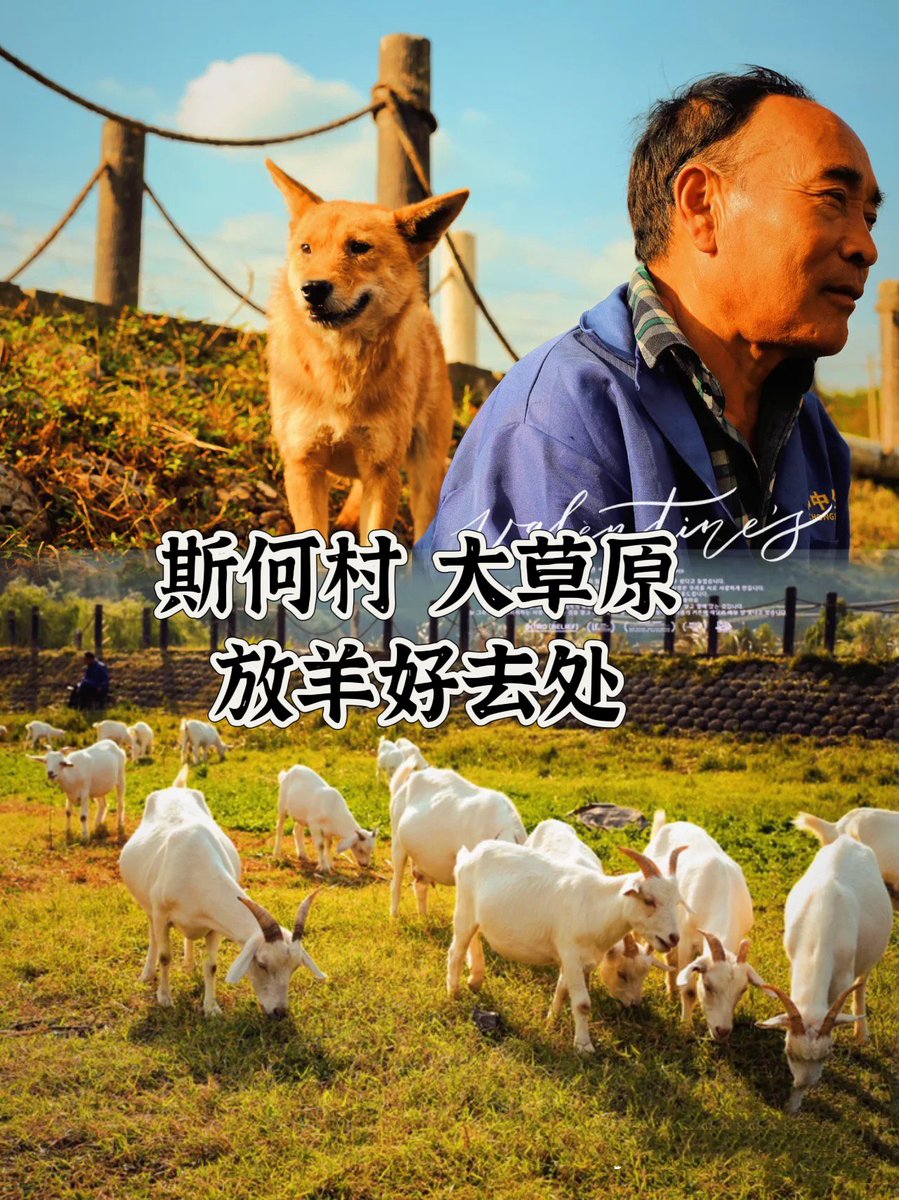 LoveYiwu's tweet photo. 🌾🐑 Experience the heavenly beauty of Sihe Village, a shepherd's paradise in Yiwu Shangxi. Let's roam the vast grasslands together! #SiheVillage #ShepherdsLife https://t.co/FH6lSQIJ62