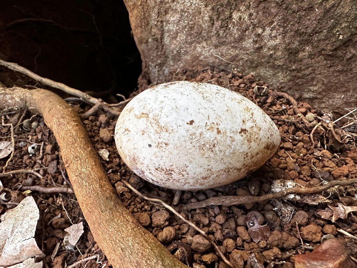 Bird Conservation New Caledonia tweet media
