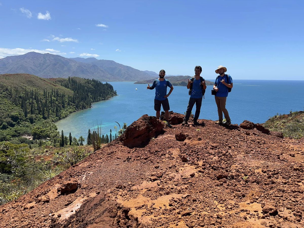 Bird Conservation New Caledonia tweet media