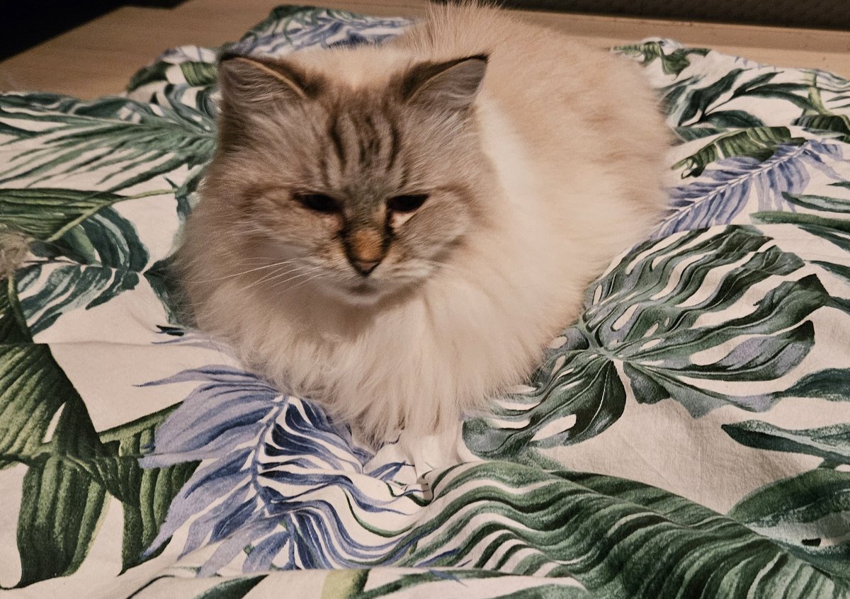 thehairycats's tweet photo. I'm running for the next election. #Casper #VoteCat https://t.co/FF8NQwEWsN