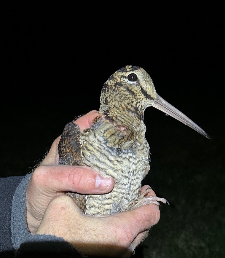 Mark O'Connell tweet media