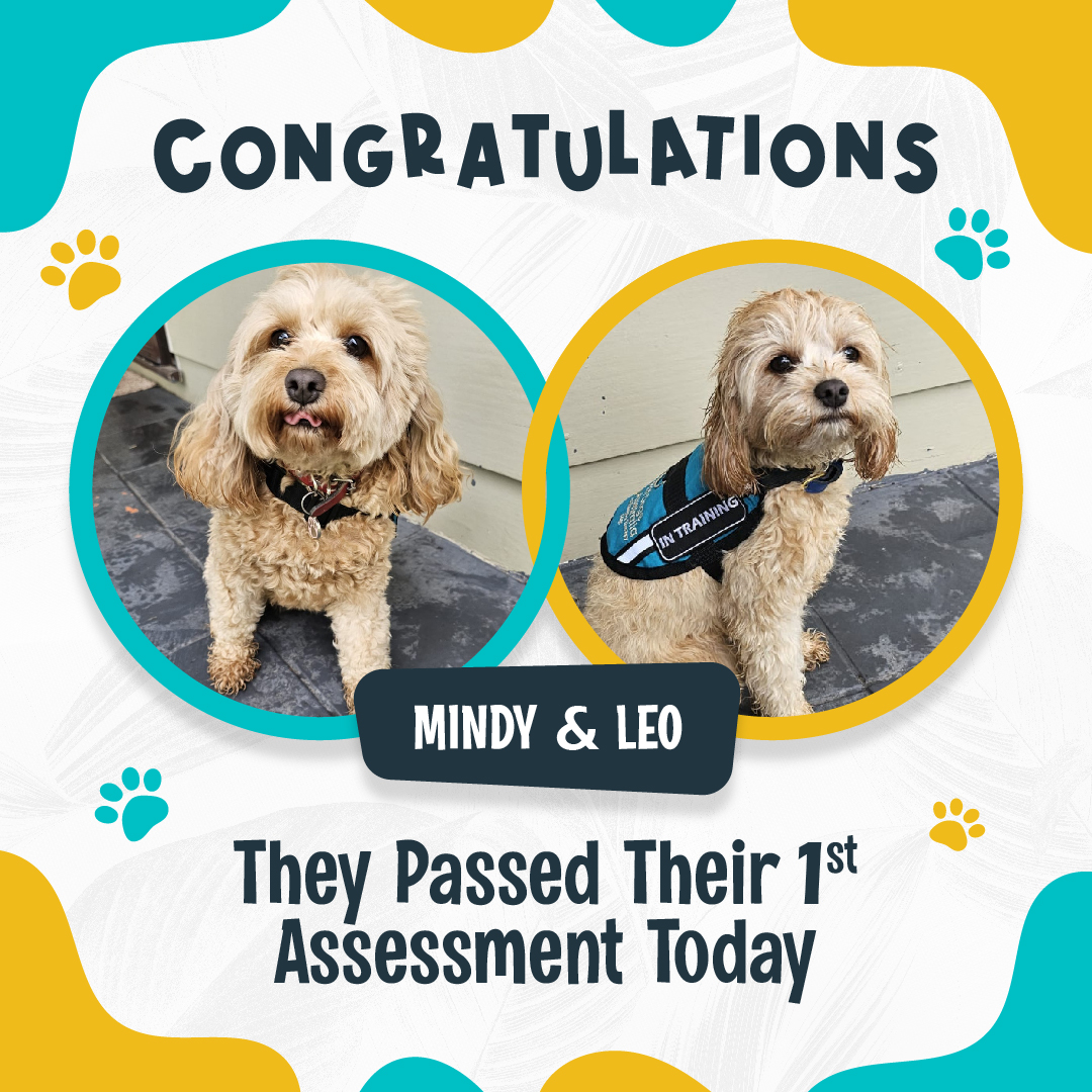 PatDogsAust's tweet photo. Mindy and her brother, Leo, passed their 1st assessment today! 🥳 #assistancedog #aussiedog #therapydog #dogsofaustralia #patdogsaustralia #mentalhealth #dogs https://t.co/hprgxNrEDu