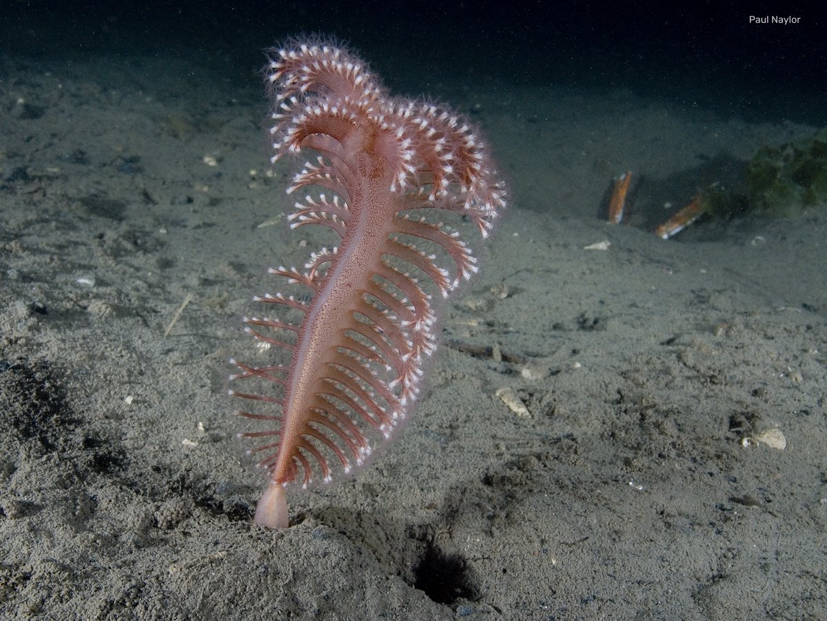 This creature might look like an old-fashioned quill, but it's actually a phosphorescent sea pen 🖋 Each sea pen is a colony of mini anemone-like creatures called polyps, with all of the polyps taking a specific role within the colony. Find out more 👉 wildlifetrusts.org/wildlife-explo…