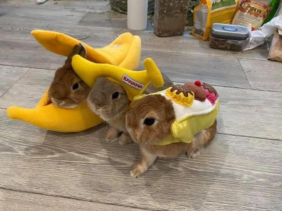 RabbitEveryHour's tweet photo. https://t.co/9gbbaz4woI