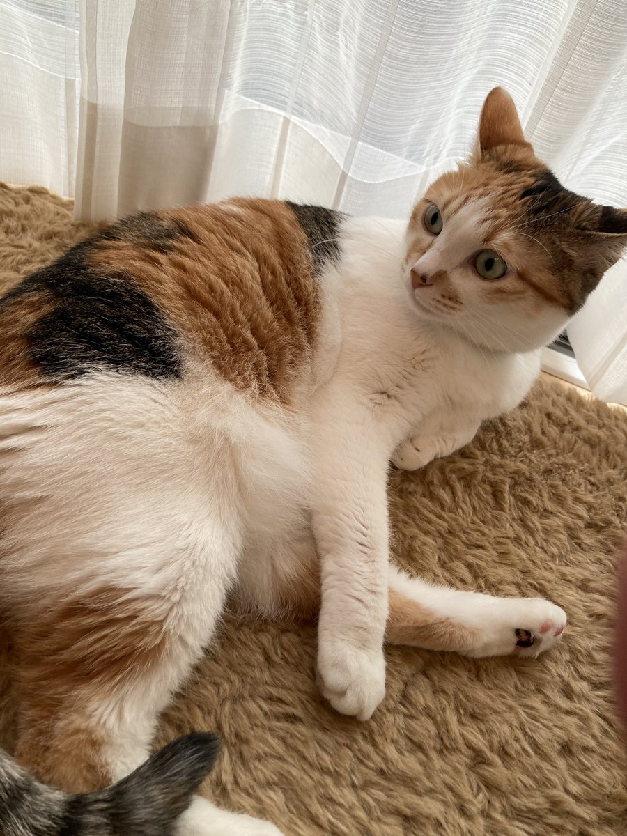 a_cello_'s tweet photo. お休みの日ー

まつまたり過ごすよー⭐️

#三毛猫
#茶トラ猫
#猫との休日 https://t.co/rFVQy8KAU9