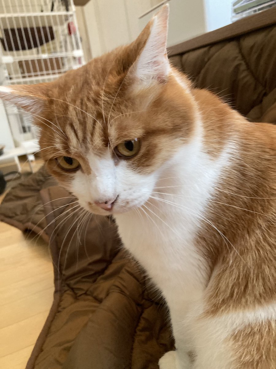 a_cello_'s tweet photo. お休みの日ー

まつまたり過ごすよー⭐️

#三毛猫
#茶トラ猫
#猫との休日 https://t.co/rFVQy8KAU9