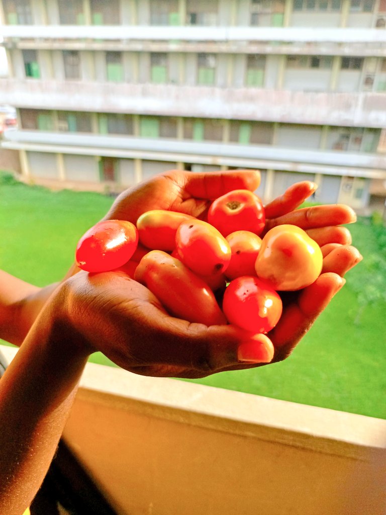 Sow the seeds of hard work and you will reap the fruits of success. Find something to do, do it with all your concentration. You will excel.

This picture is a result of serious hardwork
The joy of first harvest 🥱
#Joyfulfarmgirl
#Firstharvest
#tomatofarming
#Youngfemalefarmer