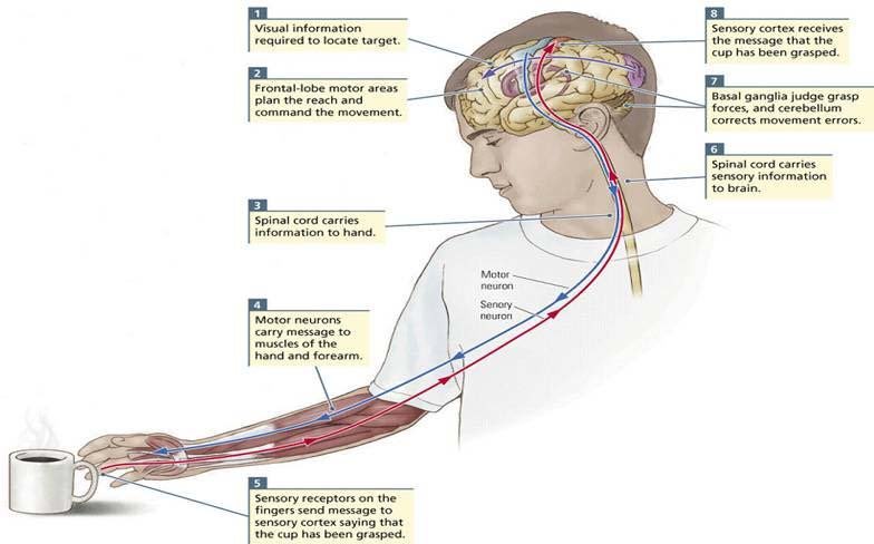 “Back to basics”

8 Stages of motor planning during a daily task (grasping a cup)

#brain #sensorymotor 

researchgate.net/publication/32…