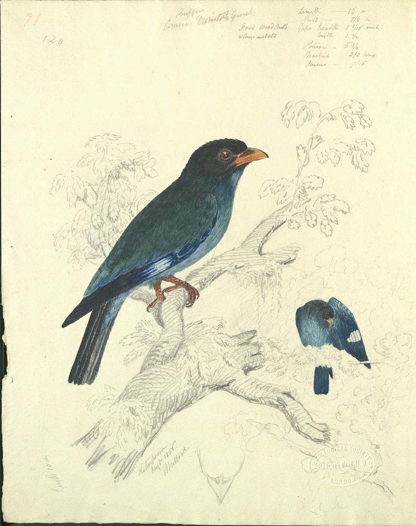 Rajith Dissanayake @Lanka_Wildlife has #blogged about the #paintings of Edward Ledwich Osbaldeston Mitford (1811–1912). They depict Sri Lankan birds and a few mammals. 
He is trying to find Mitford's painting of a black-and-orange flycatcher: zsl.org/news-and-event… #HistDay23