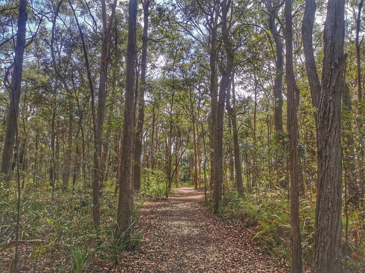 G'day everyone. An afternoon walk through the Mountain Creek Conservation Park. Very peaceful.
Mountain Creek QLD, Sunshine Coast Australia.
#photography #landscapephotography #landscape #nature #lindquistphotography #sunshinecoast #mountiancreek