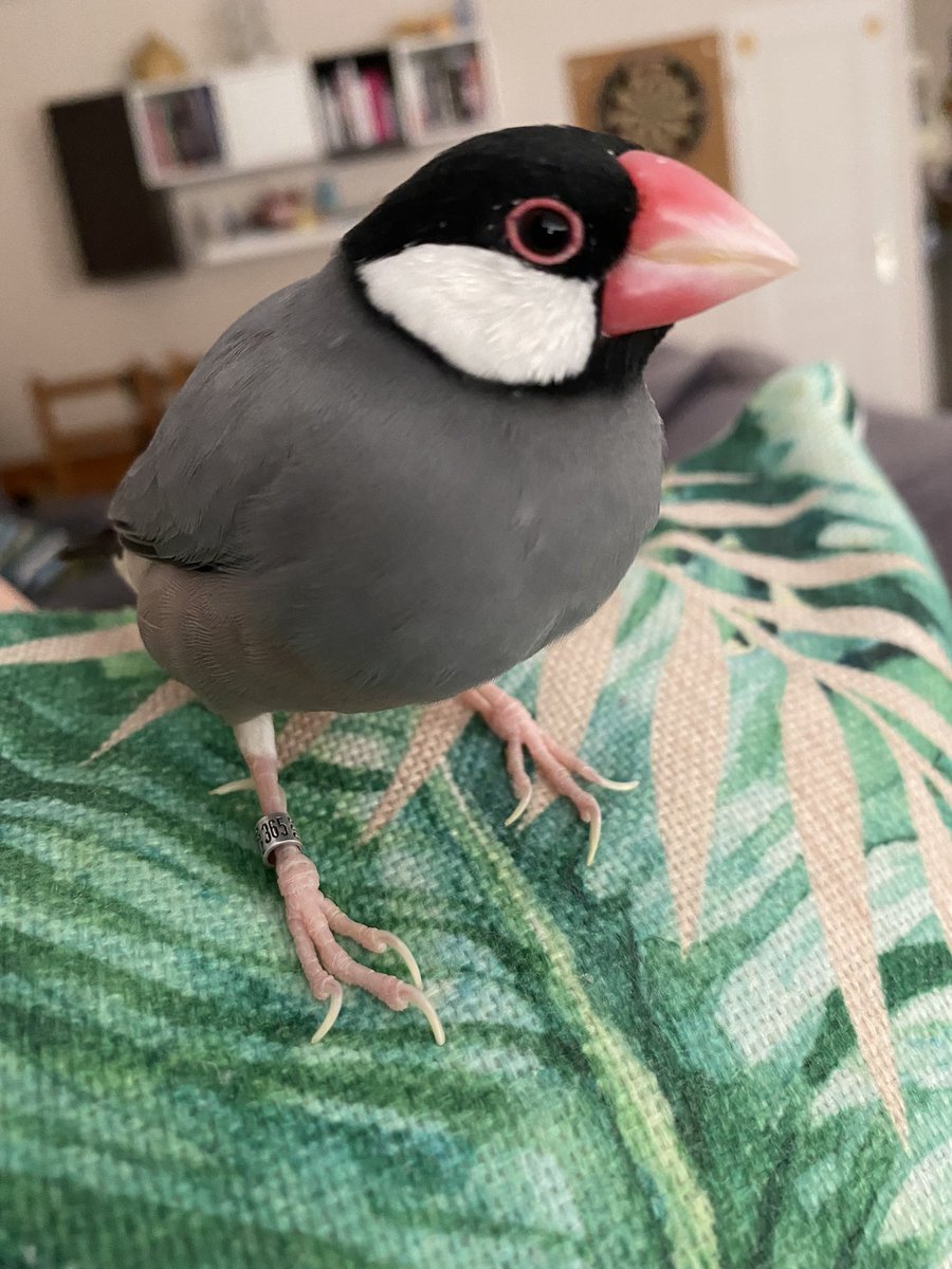 LeLoulet's tweet photo. Il y a trois ans un petit oiseau sortait de son œuf… 🥚 Aujourd’hui c’est l’anniversaire de Cookie, notre petit clown qui fait notre bonheur chaque jour depuis son arrivée! On t’aime petit poulet ❤️🐔❤️ #paddadejava #javasparrow https://t.co/MtFwYKiFMd