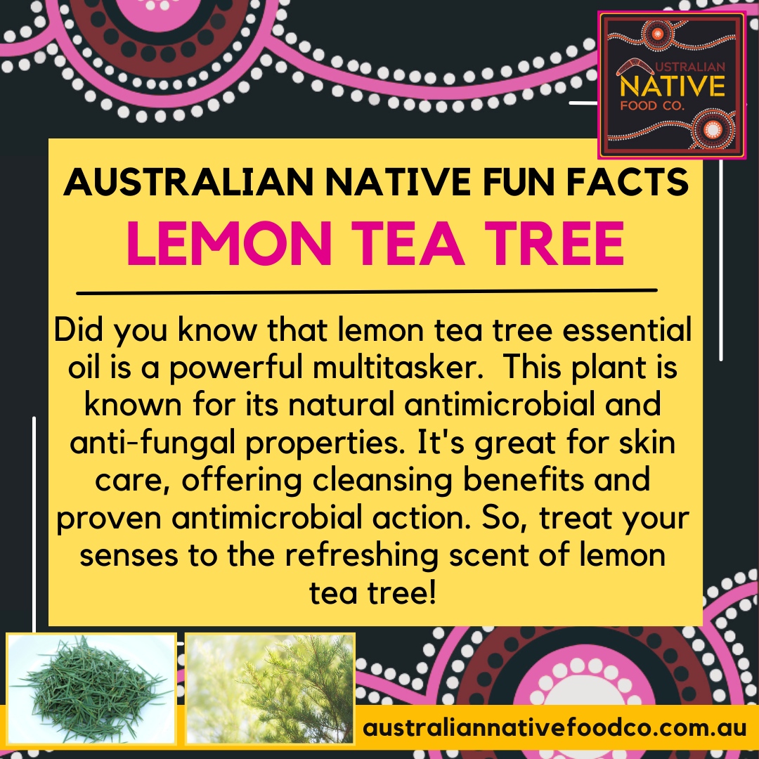 Australian Native Fun Facts :  Lemon Tea Tree⁠
⁠
⁠
To purchase products and further information visit australiannativefoodco.com.au⁠
⁠
#australiannativefoodco #nativefood #bushfood #education #bushtucker #nativechef #buysaforsa
