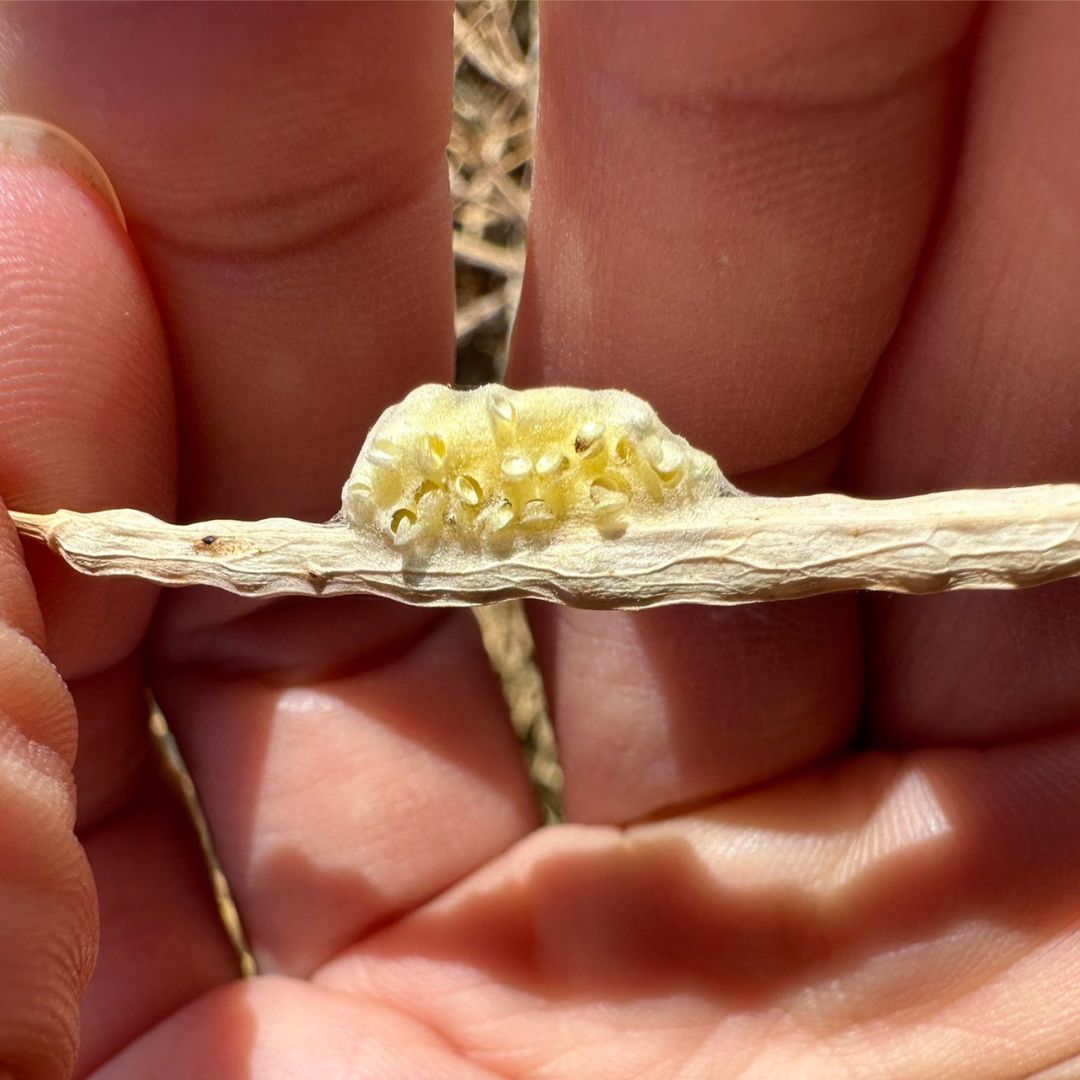 AgBiTechAU's tweet photo. What has #AgBiTech BDO @CaitlinMLangley found on this #canola pod?

They’re braconid parasitic wasp eggs - fantastic natural predators of #Helicoverpa and #FallArmyworm larvae. The eggs were undamaged after a #ViVUS Max spray &amp; will help control pests in this paddock ✅ https://t.co/SmgCRe14Vf