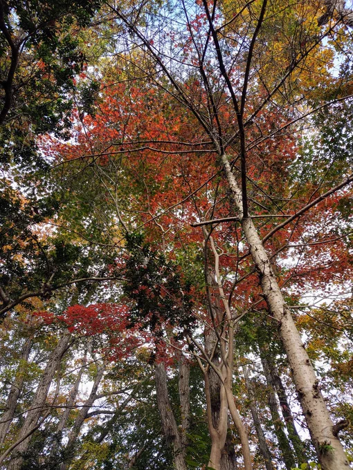 草戸山〜榎窪山行って、朕さん冷やかして、おやつ食べて帰ってきた。10キロくらい歩いた! 
