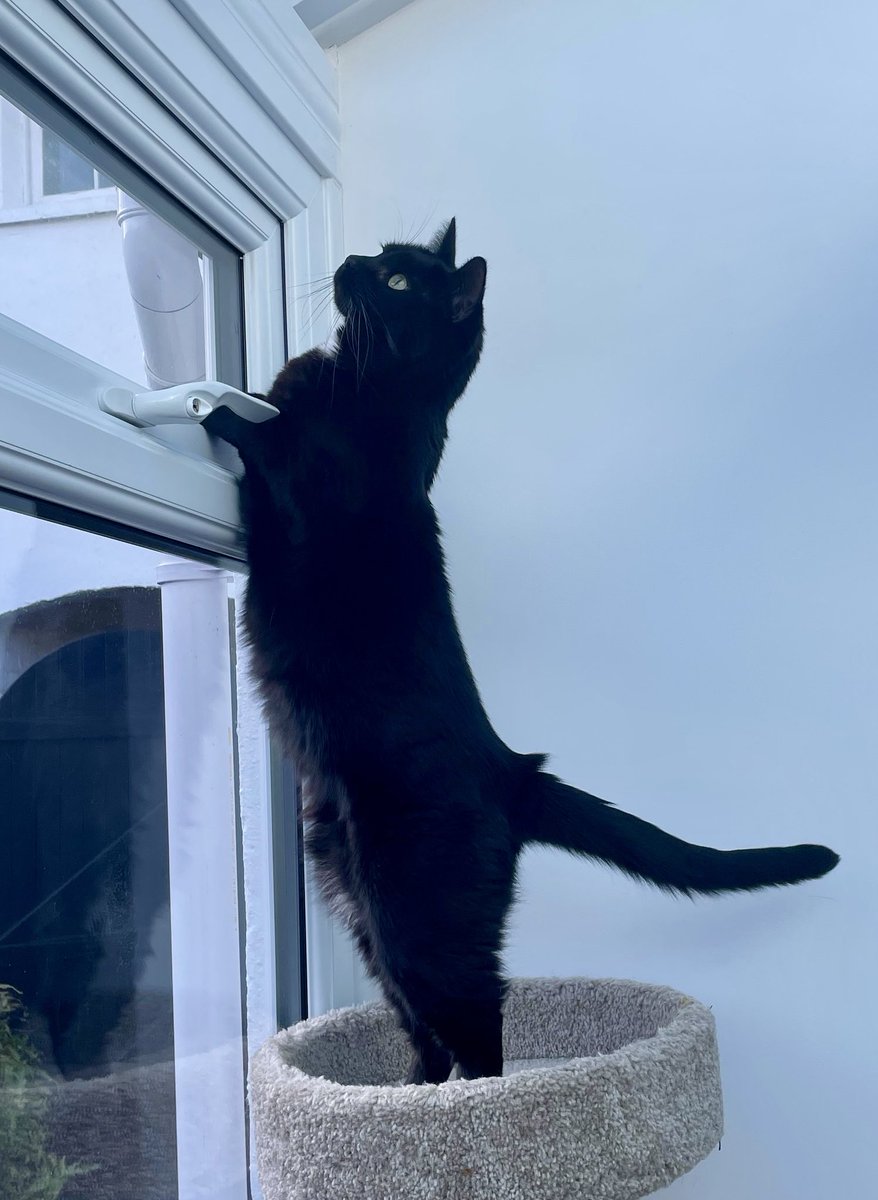 Happy #throwbackthursday furiends and happy #thanksgiving to those who are celebrating today! I am just checking the neighbourhood is in order ~ Pickle 😹💕🐈‍⬛