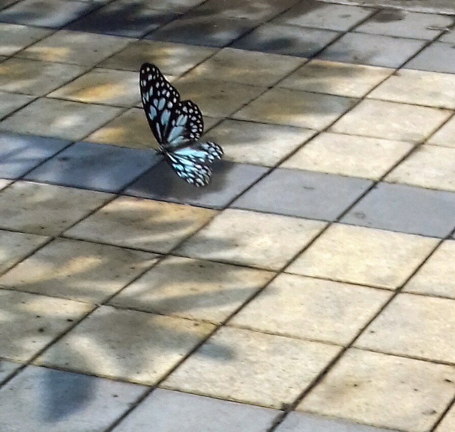alwrites's tweet photo. Why is chasing (real) butterflies not in fashion? Butterflies bhi aur exercise bhi ЁЯШД #blue_tiger #Pune #IndiAves #insects #NatGeo #biodiversity #InsectThursday #TwitterNatureCommunity https://t.co/ihQFcWjyna