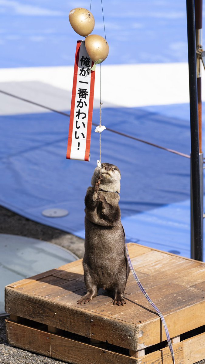 otter_488556's tweet photo. @yakitomahawk https://t.co/CBO9WsuHUM